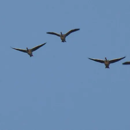 Gut Rattelvitz, Parterre B Mitte Apartamento Gingst